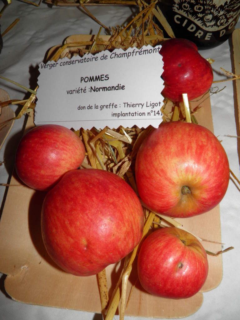 Différentes sortes de pommes à cidre et à couteau - Le blog de la ...
