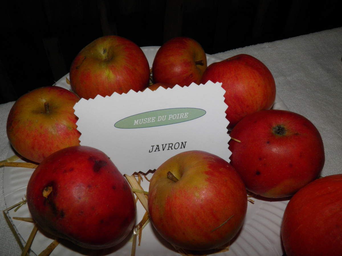 Différentes sortes de pommes à cidre et à couteau - Le blog de la ...