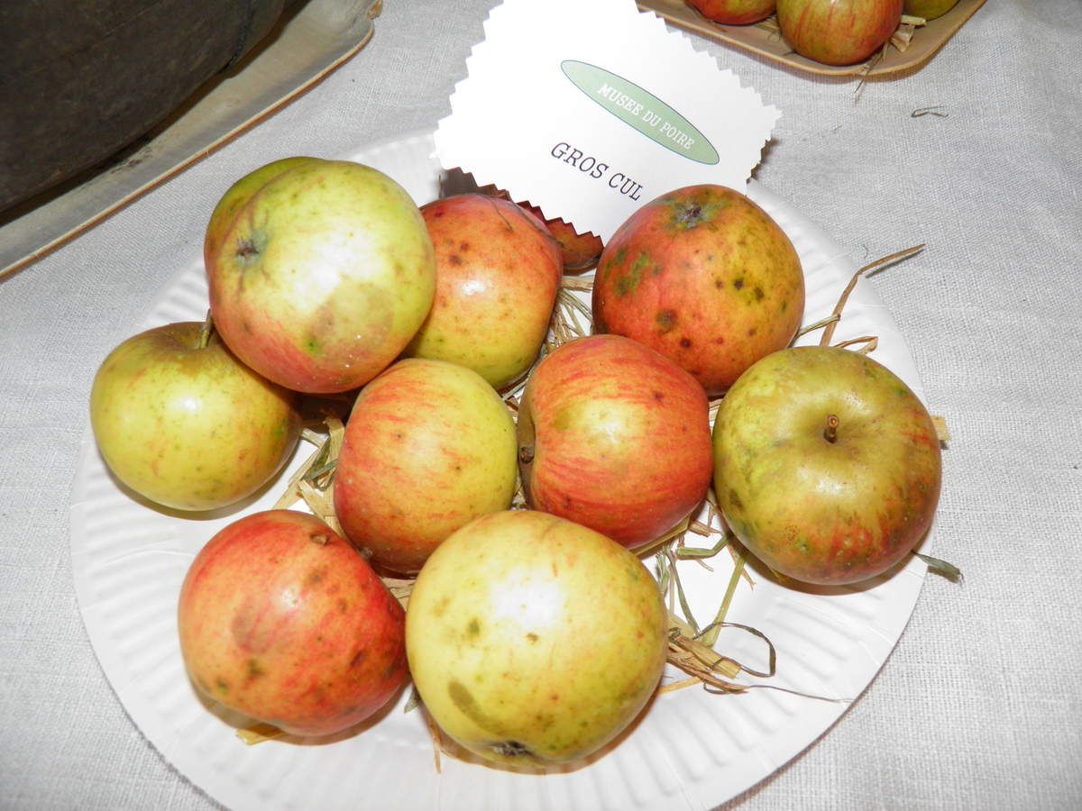 Différentes sortes de pommes à cidre et à couteau - Le blog de la ...