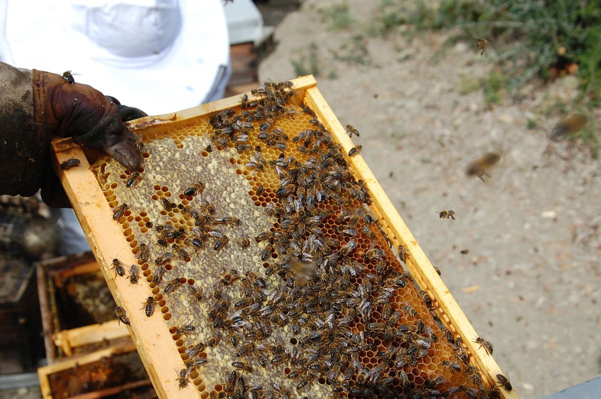 L'apiculteur scrute  le passage éventuel de la reine.