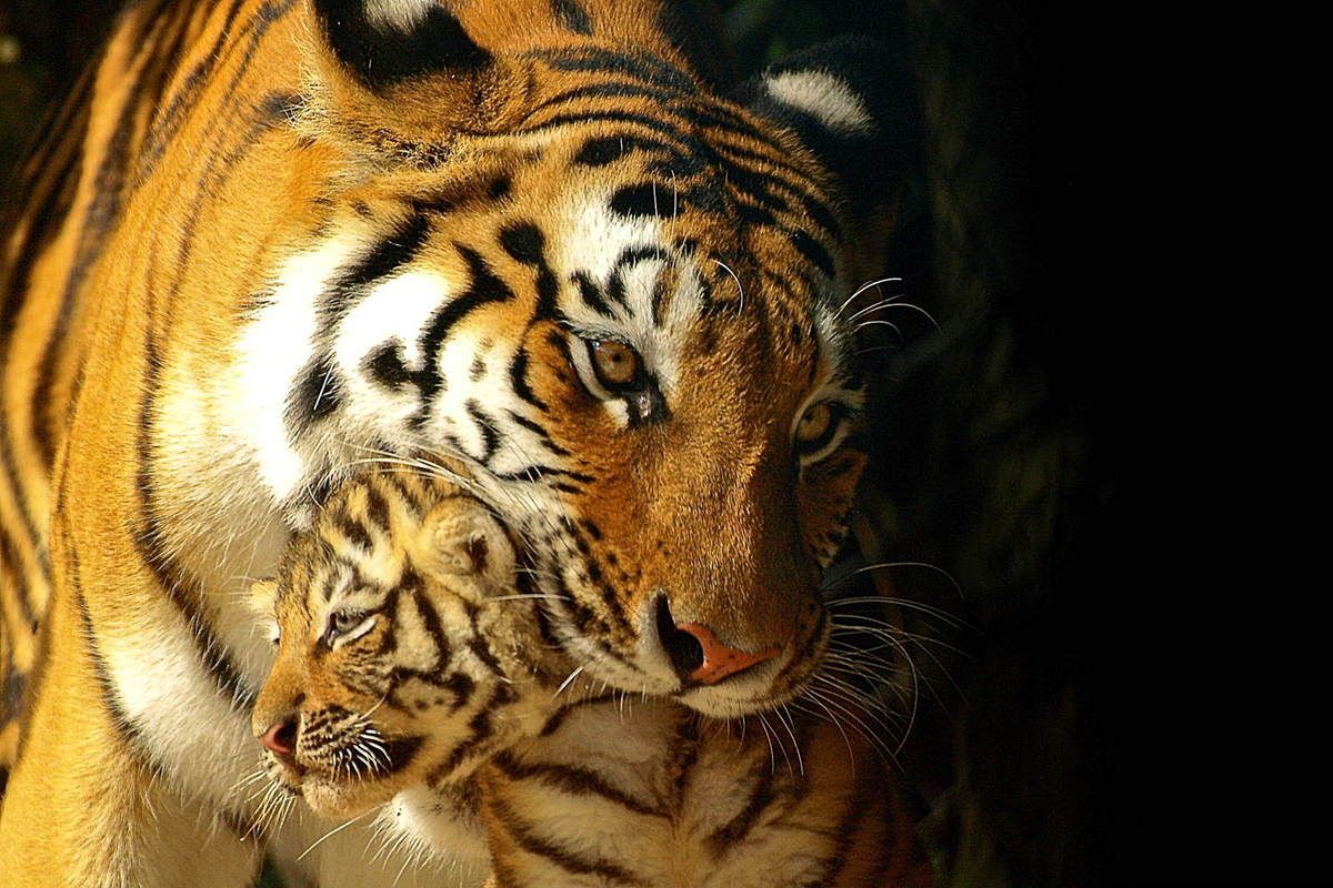 La tigresse, elle est grandiose la photo.