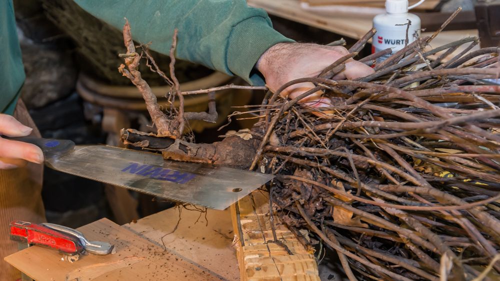 La première coupe au milieu.