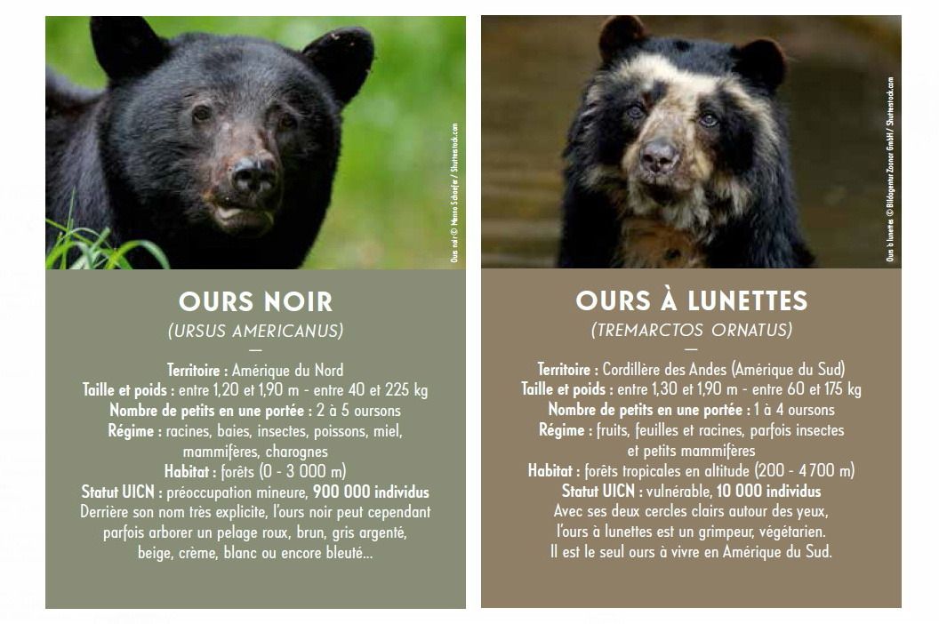espèces d’ours au Muséum national d’Histoire naturelle