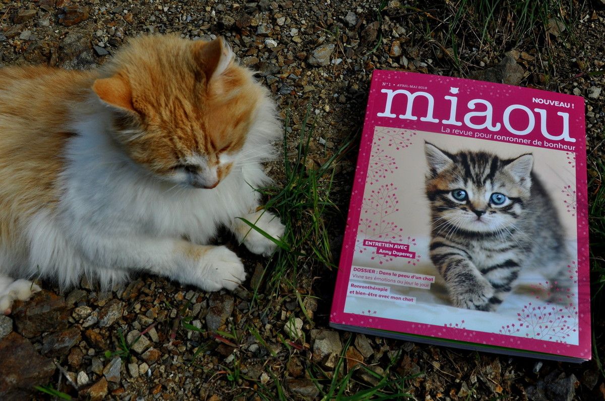 Miaou La Revue Pour Ronronner De Bonheur Autour De