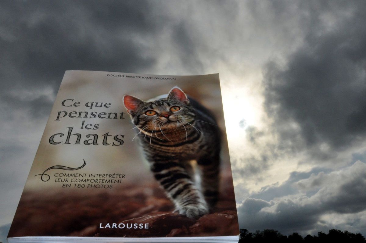 Le livre : Ce que pensent les chats 