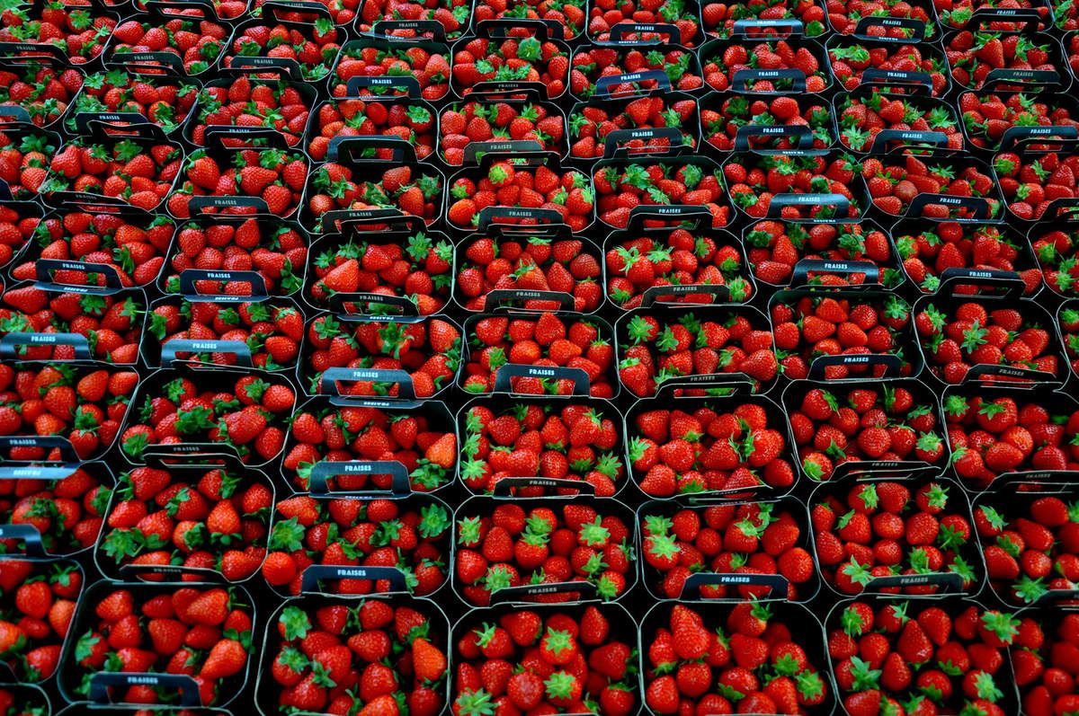 Des fraises des tonnes de fraises qui vous attendent à la fête.