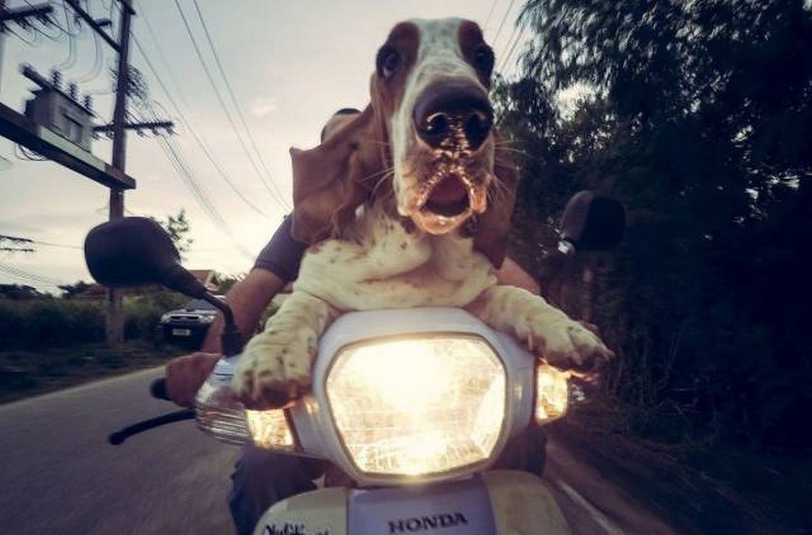 Gallery Funny, Unusual and Sexy Pictures N ° 743 (70 Photos) 