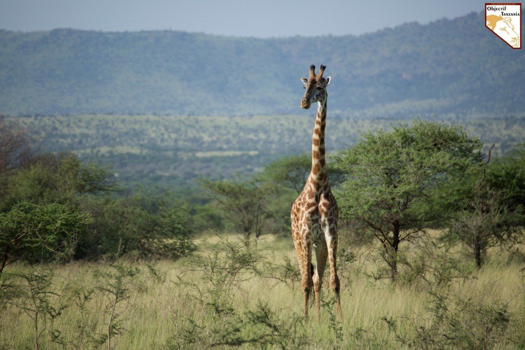 OBJECTIF TANZANIA agence spécialisée dans les safaris sur mesure en Tanzanie - Afrique