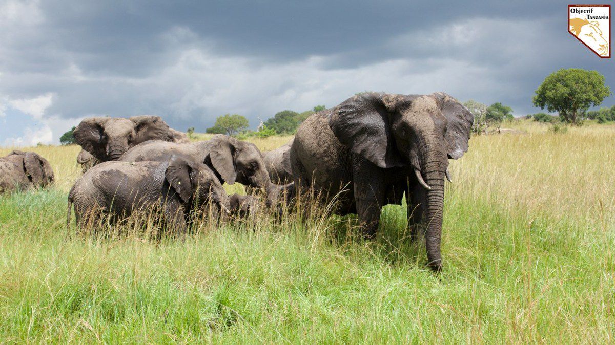 OBJECTIF TANZANIA agence spécialisée dans les safaris sur mesure en Tanzanie - Afrique