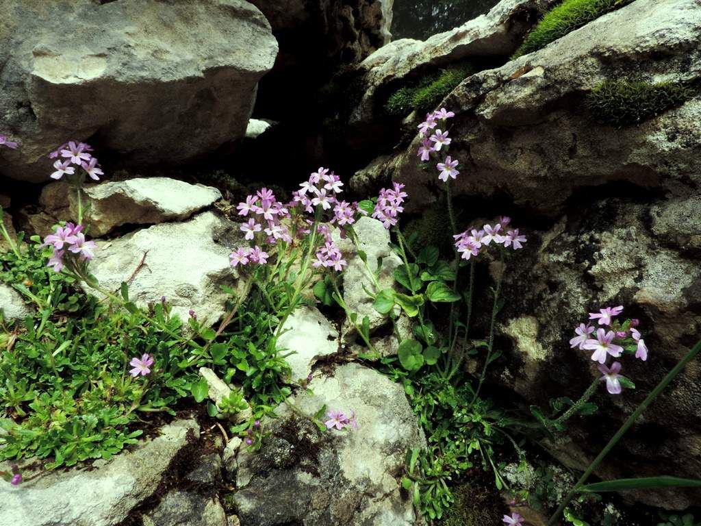 Erine des Alpes (Erinus alpinus)