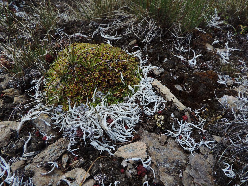 Lichen :Thamnolia vermicularis