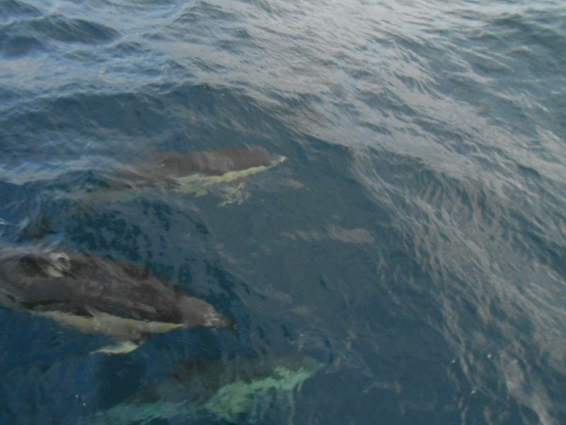 De Gibraltar aux Canaries, arrivée à La Graciosa, pour fêter ça, ptite raclette avec les dauphins !