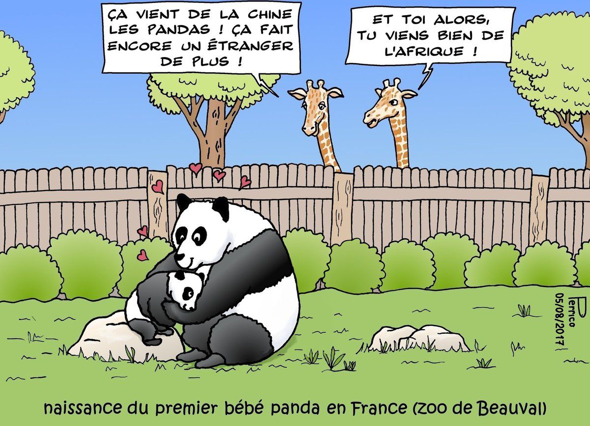 bébé panda