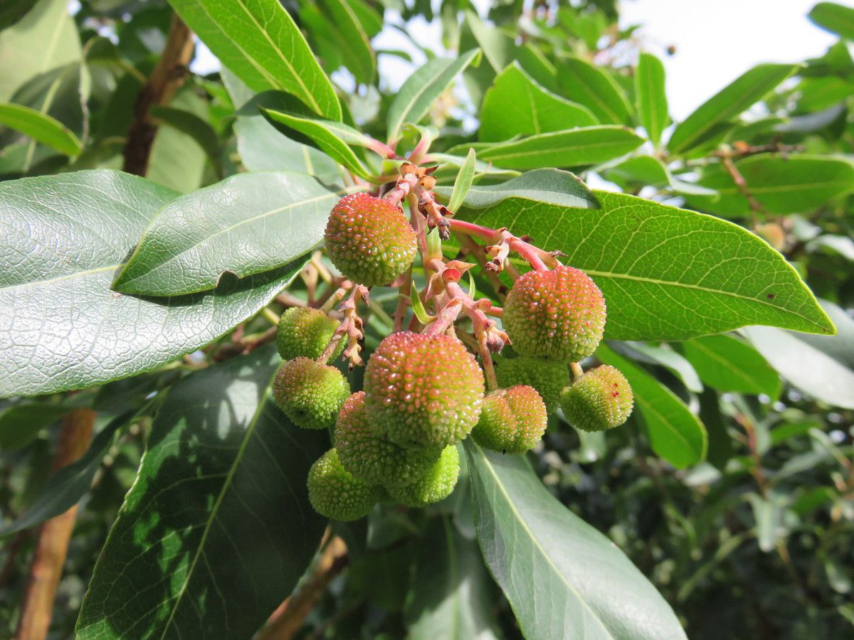 fruits de l'arbousier