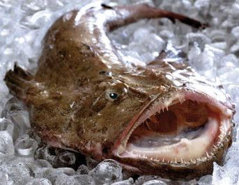 La Lotte Entre Le Diable Et Le Crapaud Un Poisson Etonnant Le Blog De Messer Gaster