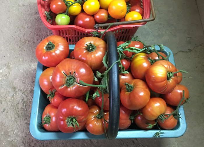 tomates du potager 