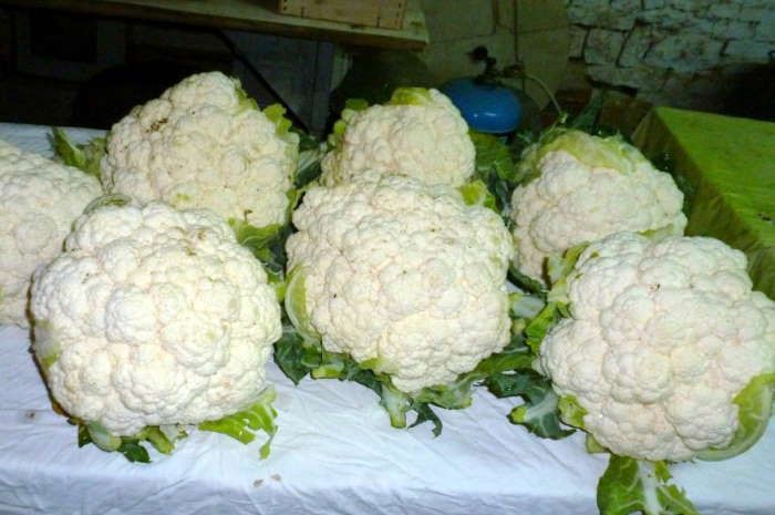 chou-fleur-jardin