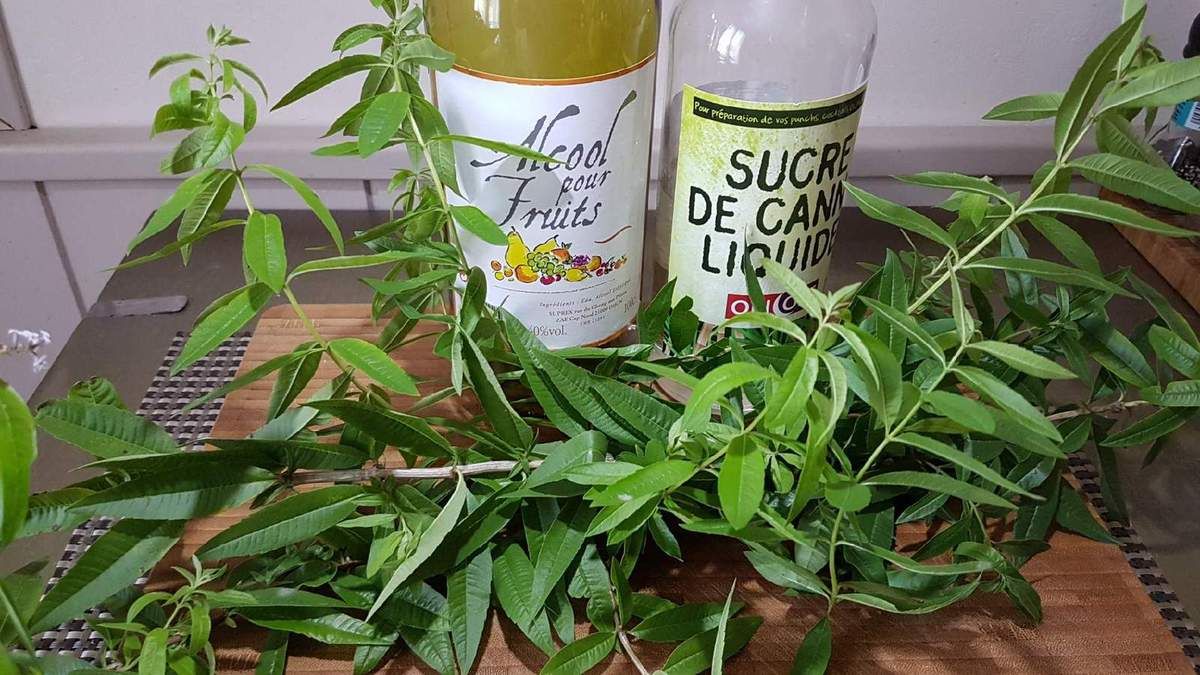 liqueur de verveine citronnelle toccuisine.fr liqueur de verveine citronnelle toccuisine.fr