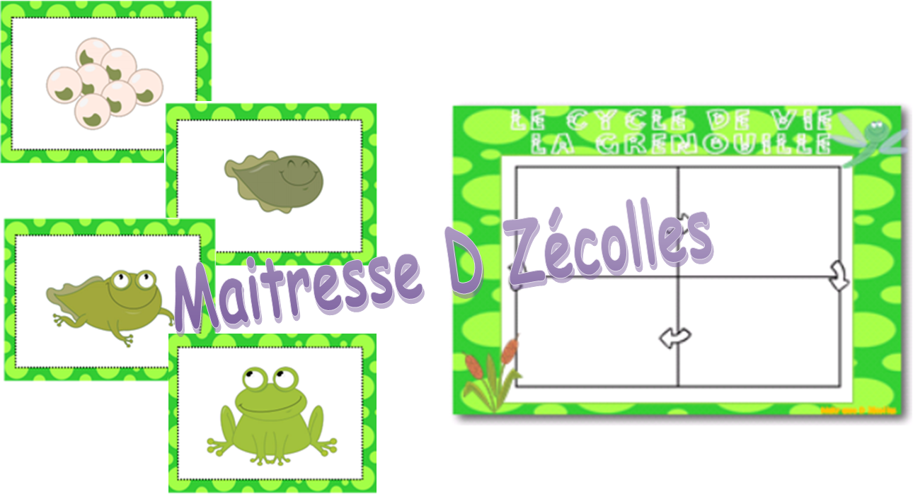 Cycle De Vie D Une Grenouille Papillon Mes Tresses D Zecolles