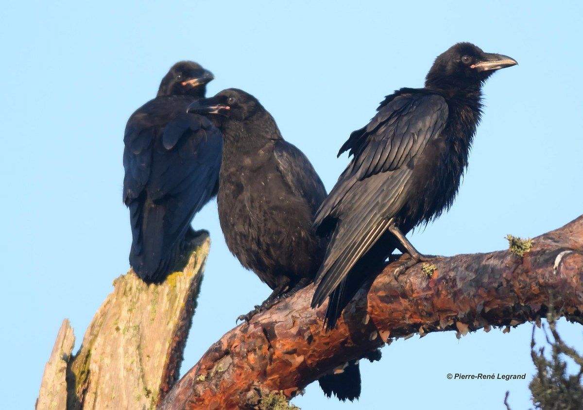 Grand Corbeau (Corvus corax), Les Monts-Verts (Lozère), mai 2018 - Common Raven