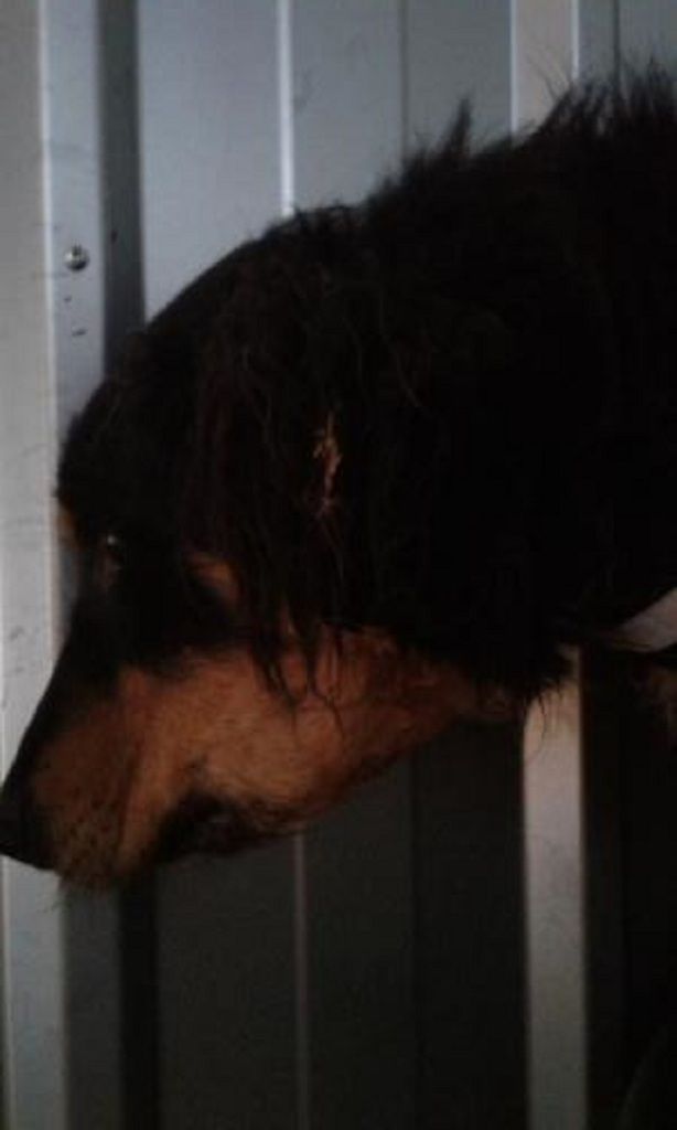 Des nouvelles des chiens rescapés de Roumanie