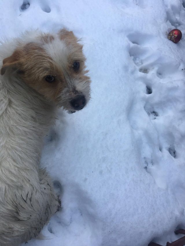 Timbo un petit chien perdu dans la neige