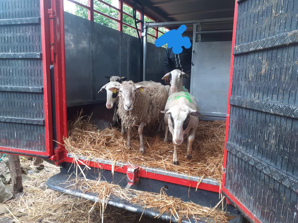 11 brebis et une chèvre, toutes réformées d élevage, ont été sauvées de l abattoir 