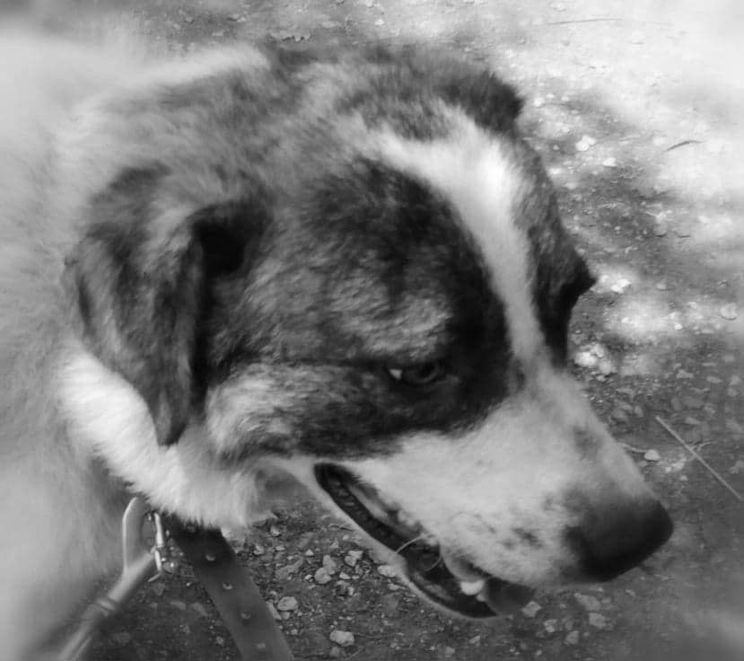 A l'adoption : Larsson, 3 ans, un jeune chien croisé berger roumain - La  ferme des rescapés