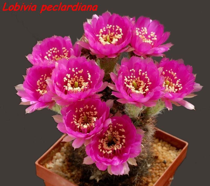 Les cactus sont presque exclusivement des plantes du Nouveau Monde. Une exception toutefois, Rhipsalis baccifera ; cette espèce a une répartition sur toute la zone subtropicale. Elle aurait colonisé assez récemment le Vieux Continent (quelques milliers d'années), probablement par des graines transportées dans le système digestif d'oiseaux migrateurs. La vallée de Tehuacán (Mexique) est l'un des plus riches sites de cactus dans le monde4. Beaucoup d'autres cactus (et notamment les Opuntias) se sont acclimatés sur les autres continents après avoir été introduits par l'homme. Les Cactus ont dû évoluer dans les derniers 30 à 40 millions d'années, quand les continents étaient déjà bien séparés.