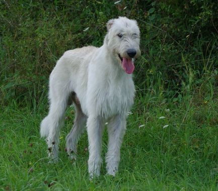 Trouvé Chien Husky Blanc Free Dom