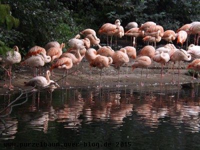 Gespiegelte Flamingos