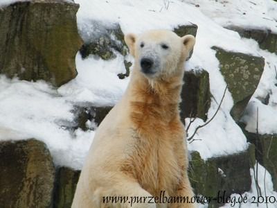 Knut am 24. Januar 2010