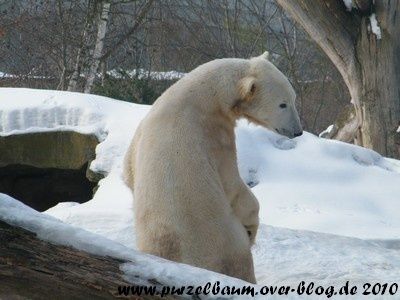 Knut am 18. Februar 2010