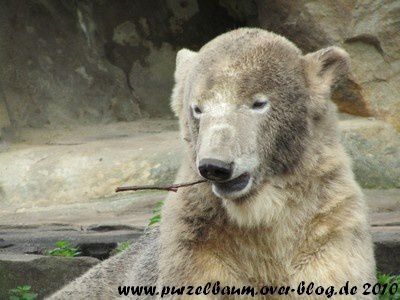 Knut am 22. Mai 2010