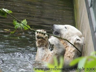 Knut am 30. Mai 2009