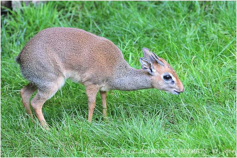 Dik-dik de Kirk au Zoo d'Amnéville, France