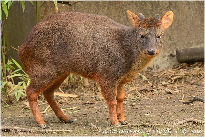 Pudu des Andes au Jardin des Plantes , France