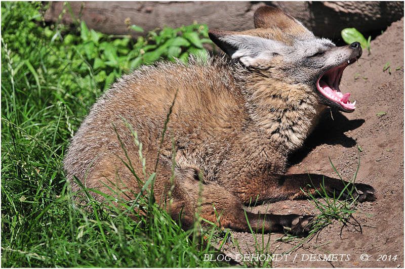 Otocyon au  Zoo d'Anvers, Belgique