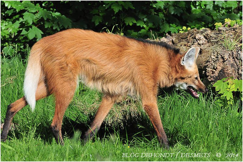 Loup à crinière au Zoo d'Amiens, France