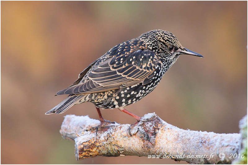 Les mustélidés : des « nuisibles » indispensables à la nature - Animal Cross