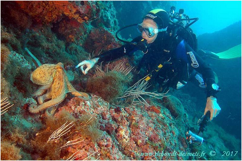 Le Poulpe de Méditerranée - Le blog de Dehondt Christophe et de Desmets  Corinne