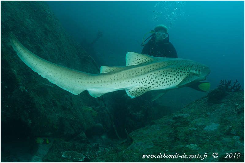 Le Requin Zebre Le Blog De Dehondt Christophe Et De Desmets Corinne