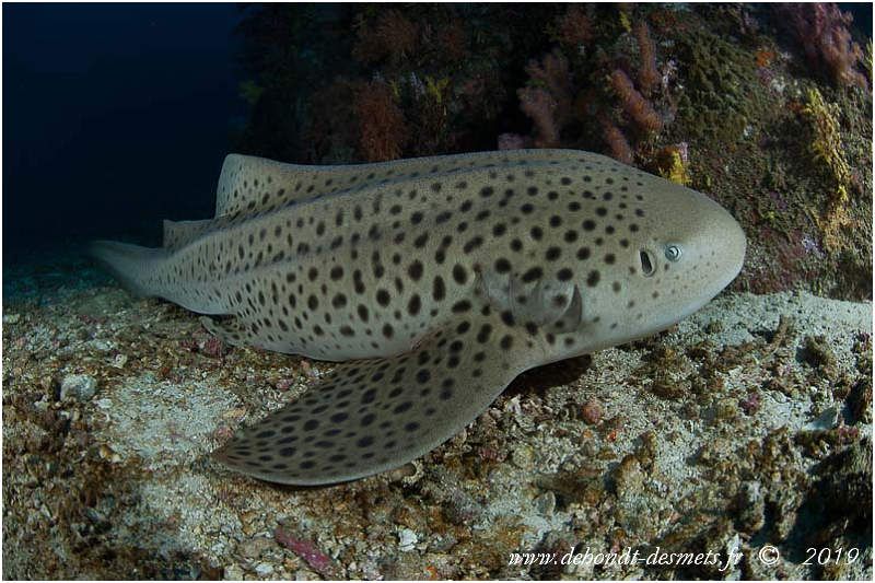 Le Requin Zebre Le Blog De Dehondt Christophe Et De Desmets Corinne