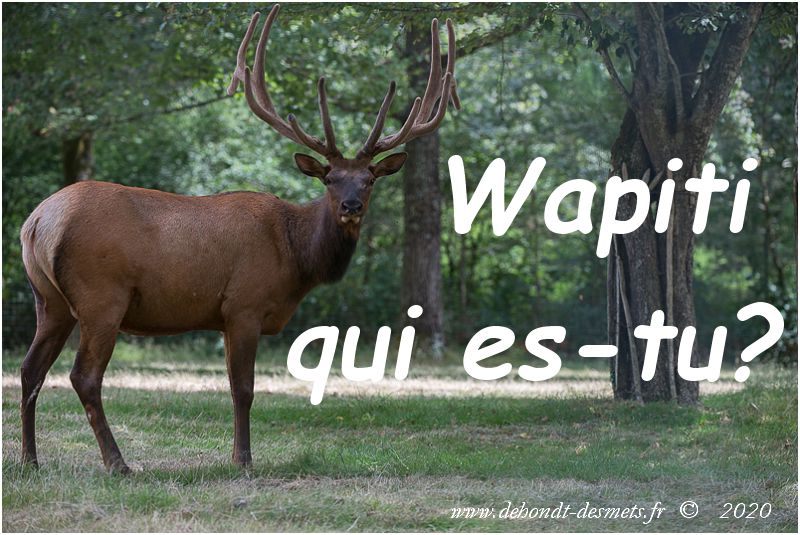 wapiti