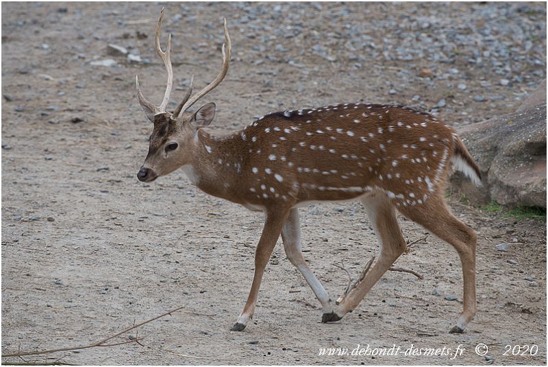 L.C Cerf - Biche