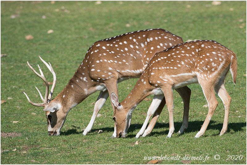 Le dimorphisme sexuel est présent chez le cerf axis, les mâles étant plus grands et plus lourds que les femelles.