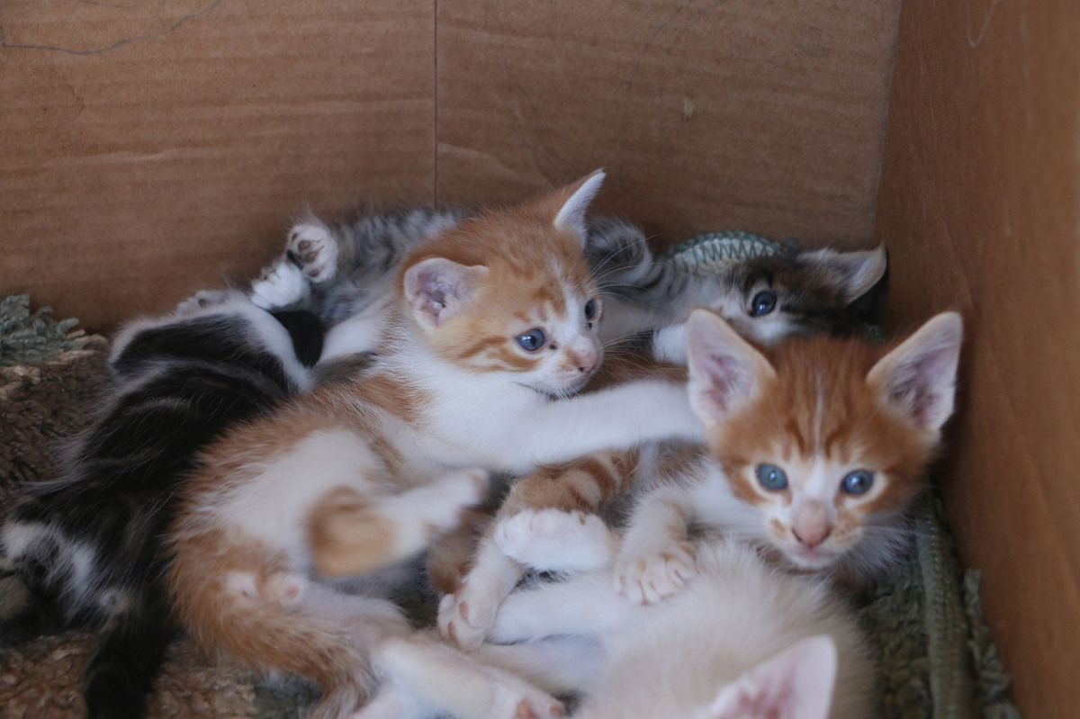 Kittens available for adoption Animals Dominica
