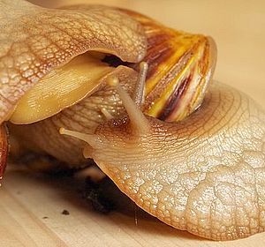 Achatschnecken - Fotoblog