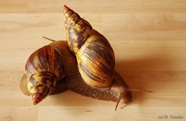 Achatschnecken - Fotoblog