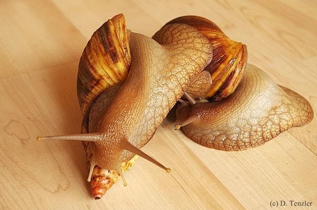 Achatschnecken - Fotoblog